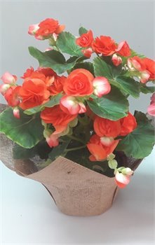 בגוניה פורחת בסל