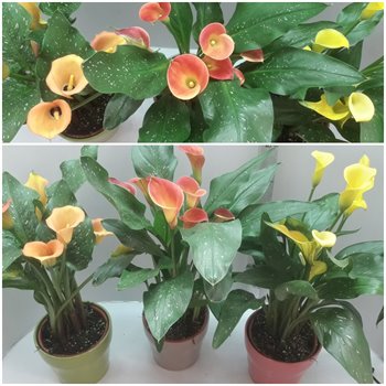 קאלה בעציץ קרמיקה