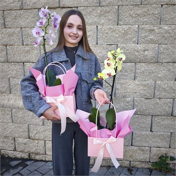 סחלב  במבצע מטורף